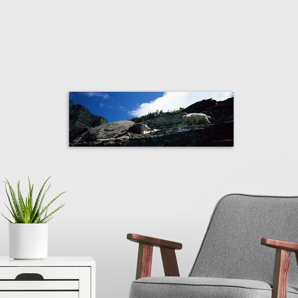 A modern room featuring Low angle view of two mountain goats, US Glacier National Park, Montana
