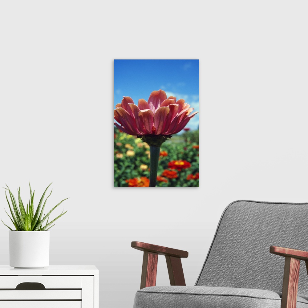 A modern room featuring Low angle view of zinnia flower (Zinnia elegans) blooming, close up.