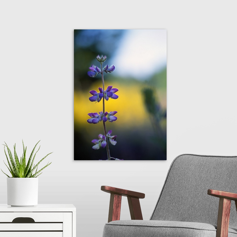 A modern room featuring Lupine Flower Blossoms