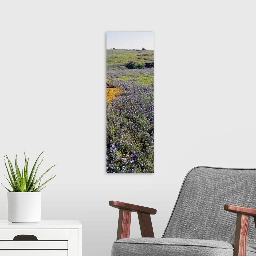 A modern room featuring Lupines and Goldfields (Lasthenia) in a field, Table Mountain, Sacramento Valley, Butte County, C...