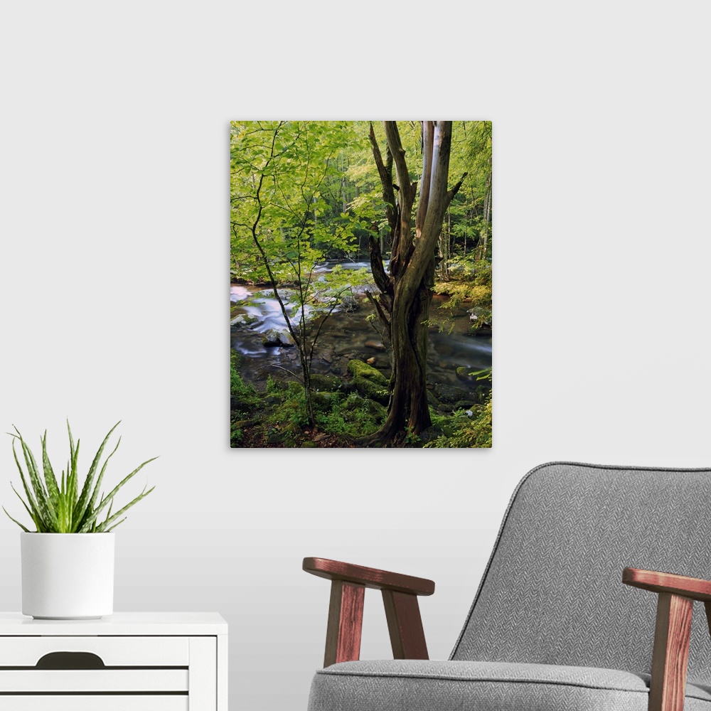 A modern room featuring Lush foliage along Little River, Great Smoky Mountains National Park, Tennessee