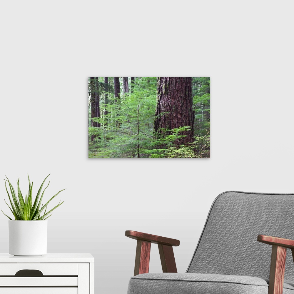 A modern room featuring Lush foliage in old-growth rain forest, Sol Duc Valley, Olympic National Park, Washington