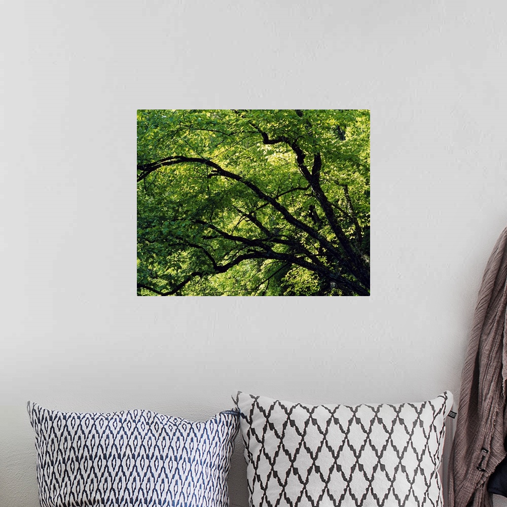 A bohemian room featuring Big canvas print of the close up of trees in summer.