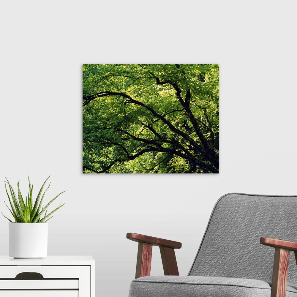 A modern room featuring Big canvas print of the close up of trees in summer.