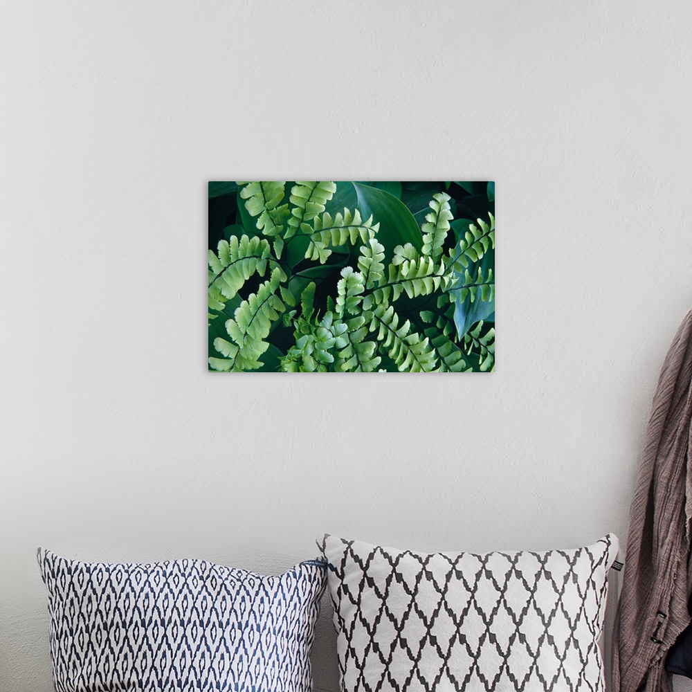 A bohemian room featuring Maidenhair fern fronds, close up (Adiantum pedatum).