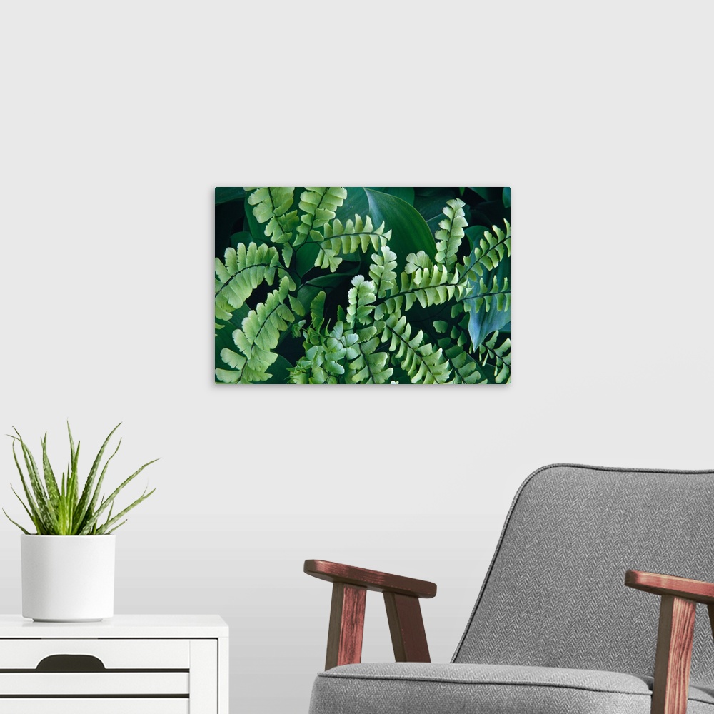 A modern room featuring Maidenhair fern fronds, close up (Adiantum pedatum).