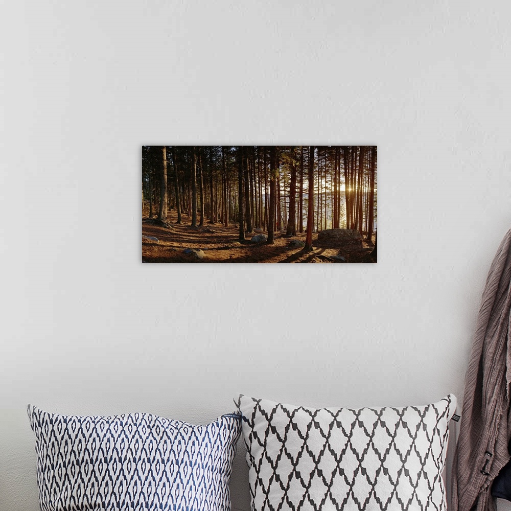 A bohemian room featuring Panoramic photograph taken inside a thick forest with the sunset peeking through the grouping of ...