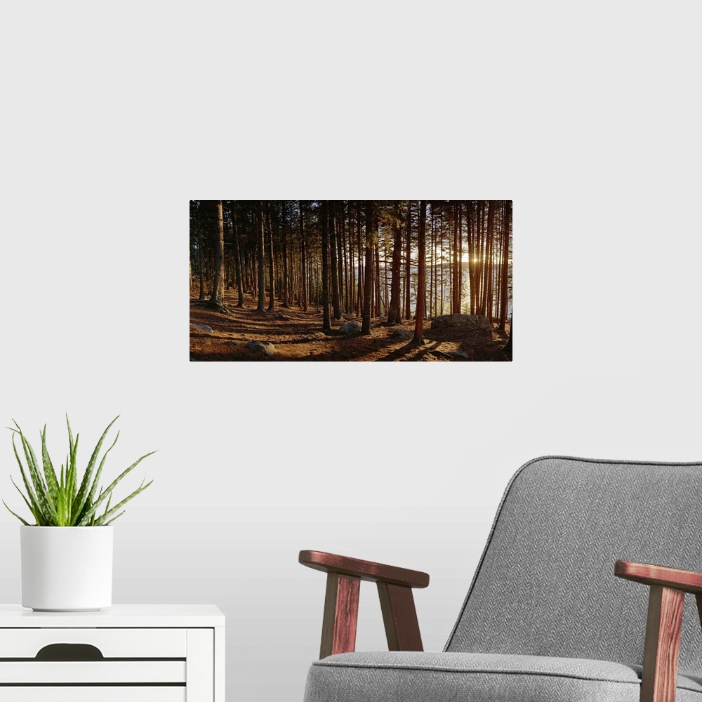 A modern room featuring Panoramic photograph taken inside a thick forest with the sunset peeking through the grouping of ...