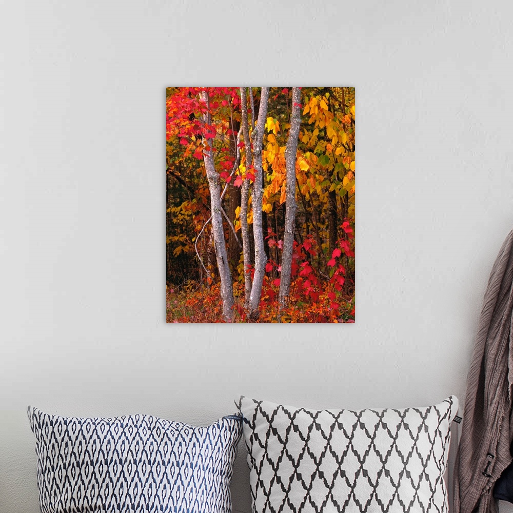 A bohemian room featuring Portrait photograph of bright, autumn colored leaves on maple trees in a forest, in Maine.