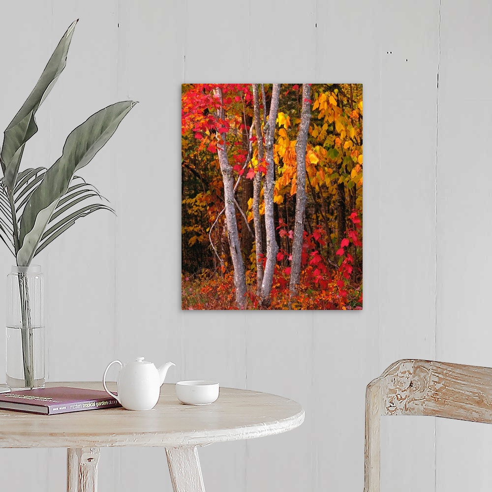 A farmhouse room featuring Portrait photograph of bright, autumn colored leaves on maple trees in a forest, in Maine.