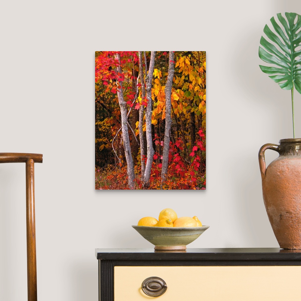 A traditional room featuring Portrait photograph of bright, autumn colored leaves on maple trees in a forest, in Maine.
