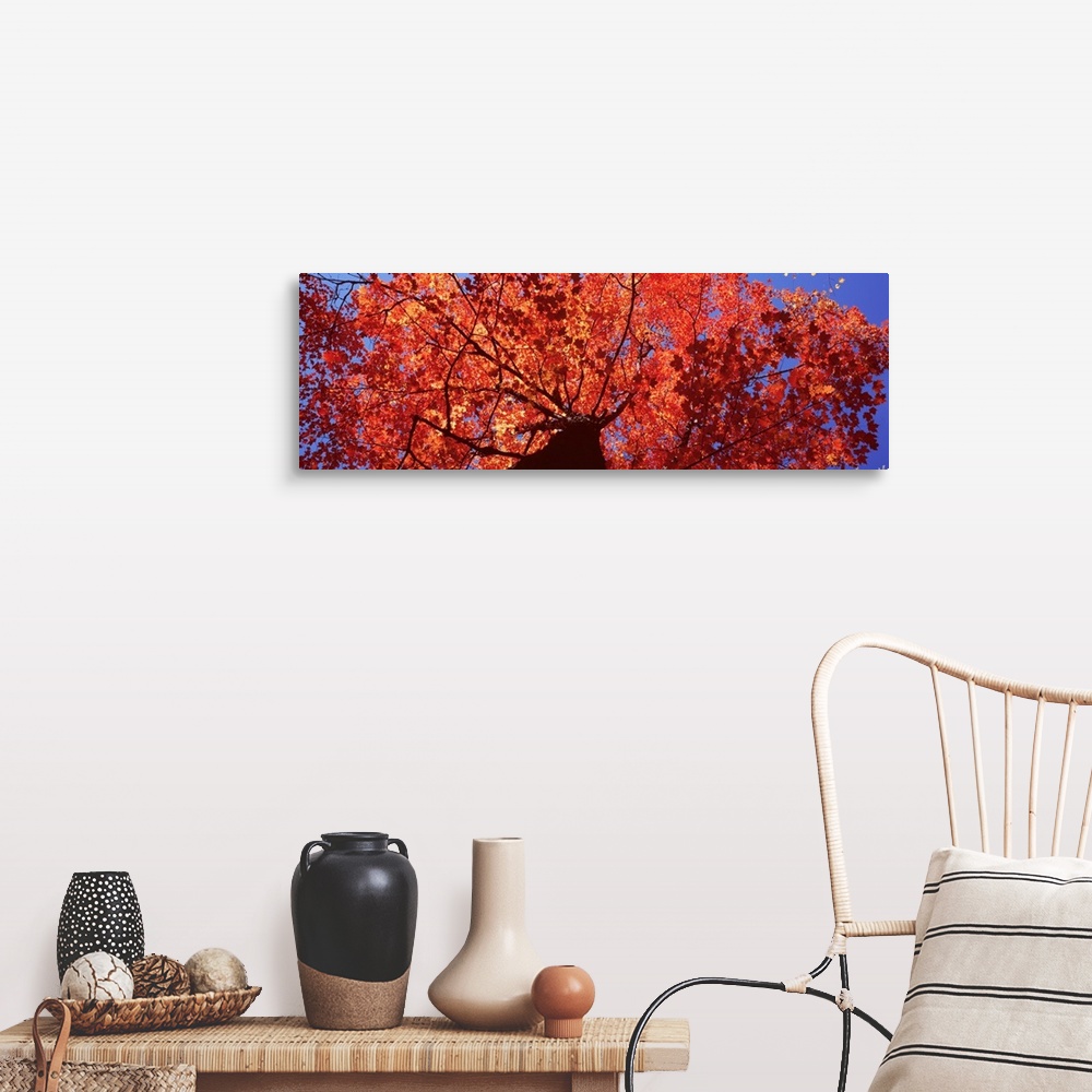 A farmhouse room featuring Maine, Mount Desert Island, Acadia National Park, Low angle view of a maple tree