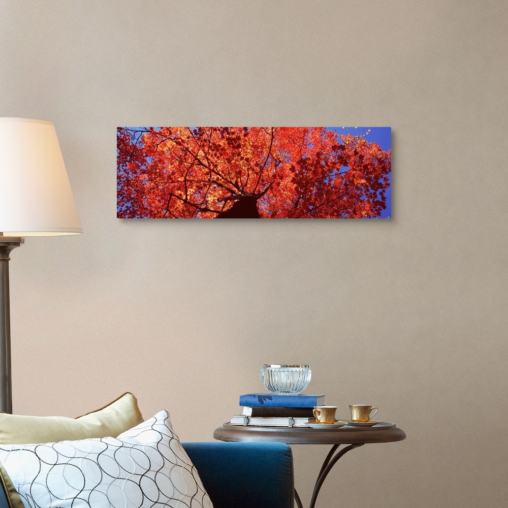 A traditional room featuring Maine, Mount Desert Island, Acadia National Park, Low angle view of a maple tree