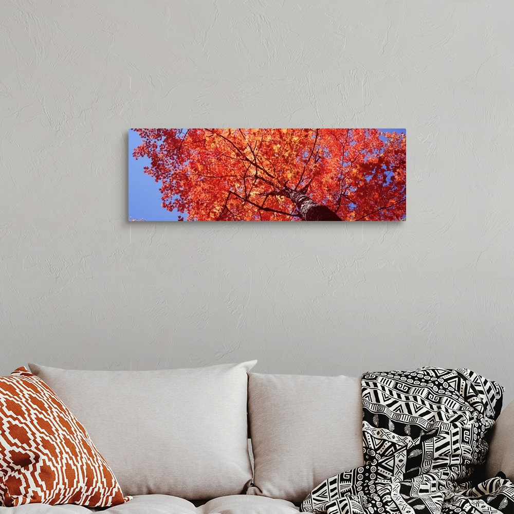 A bohemian room featuring Maine, Mount Desert Island, Acadia National Park, Low angle view of a maple tree