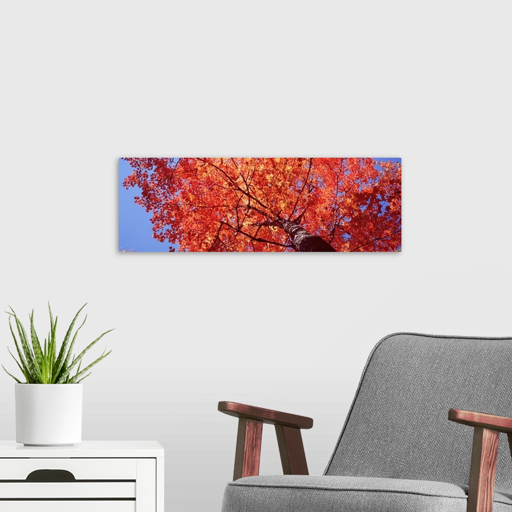 A modern room featuring Maine, Mount Desert Island, Acadia National Park, Low angle view of a maple tree