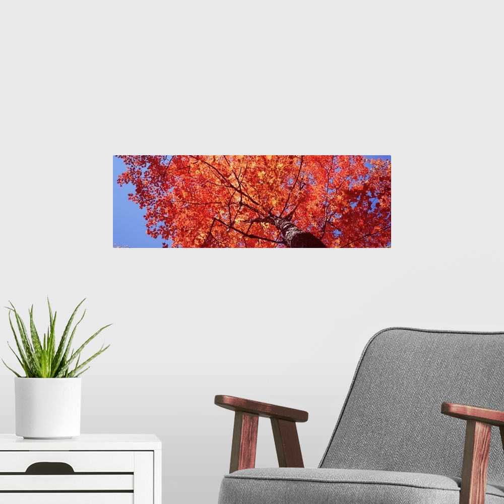 A modern room featuring Maine, Mount Desert Island, Acadia National Park, Low angle view of a maple tree