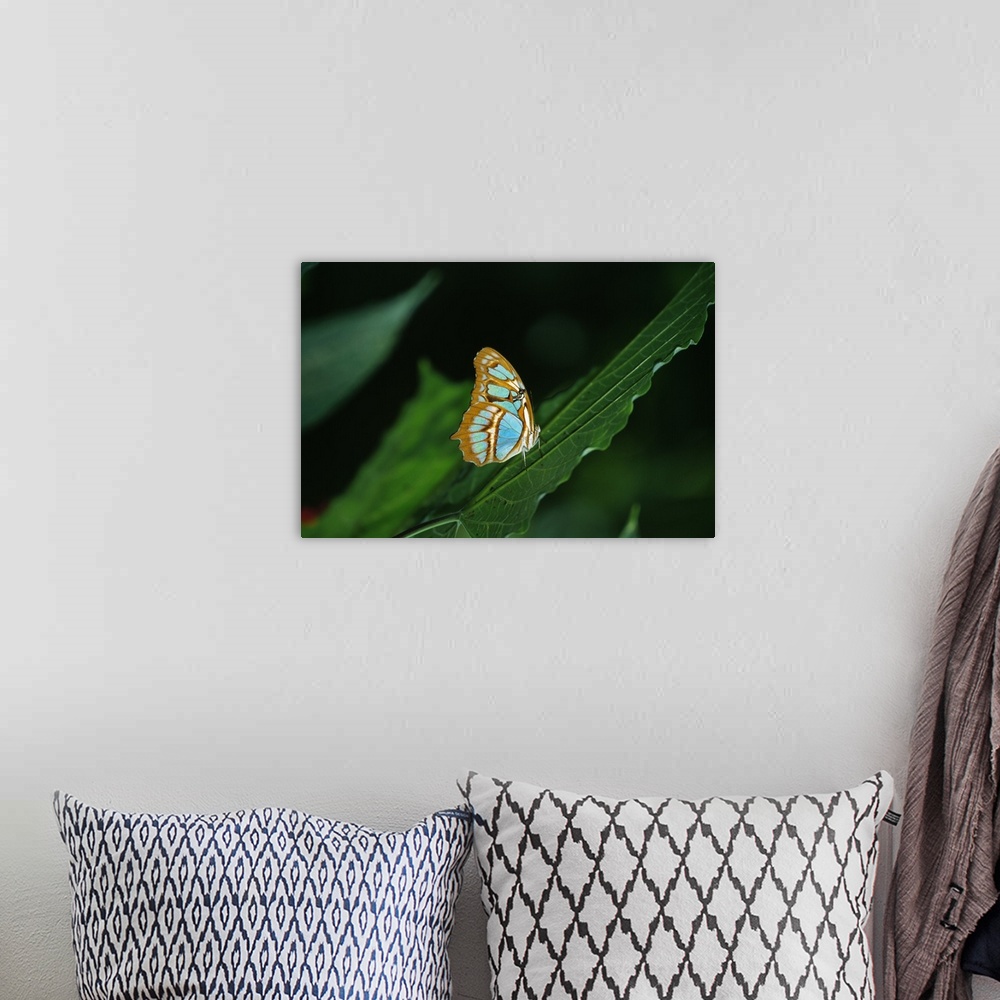 A bohemian room featuring Malachite butterfly (Siproeta stelenes) on leaf, close-up.