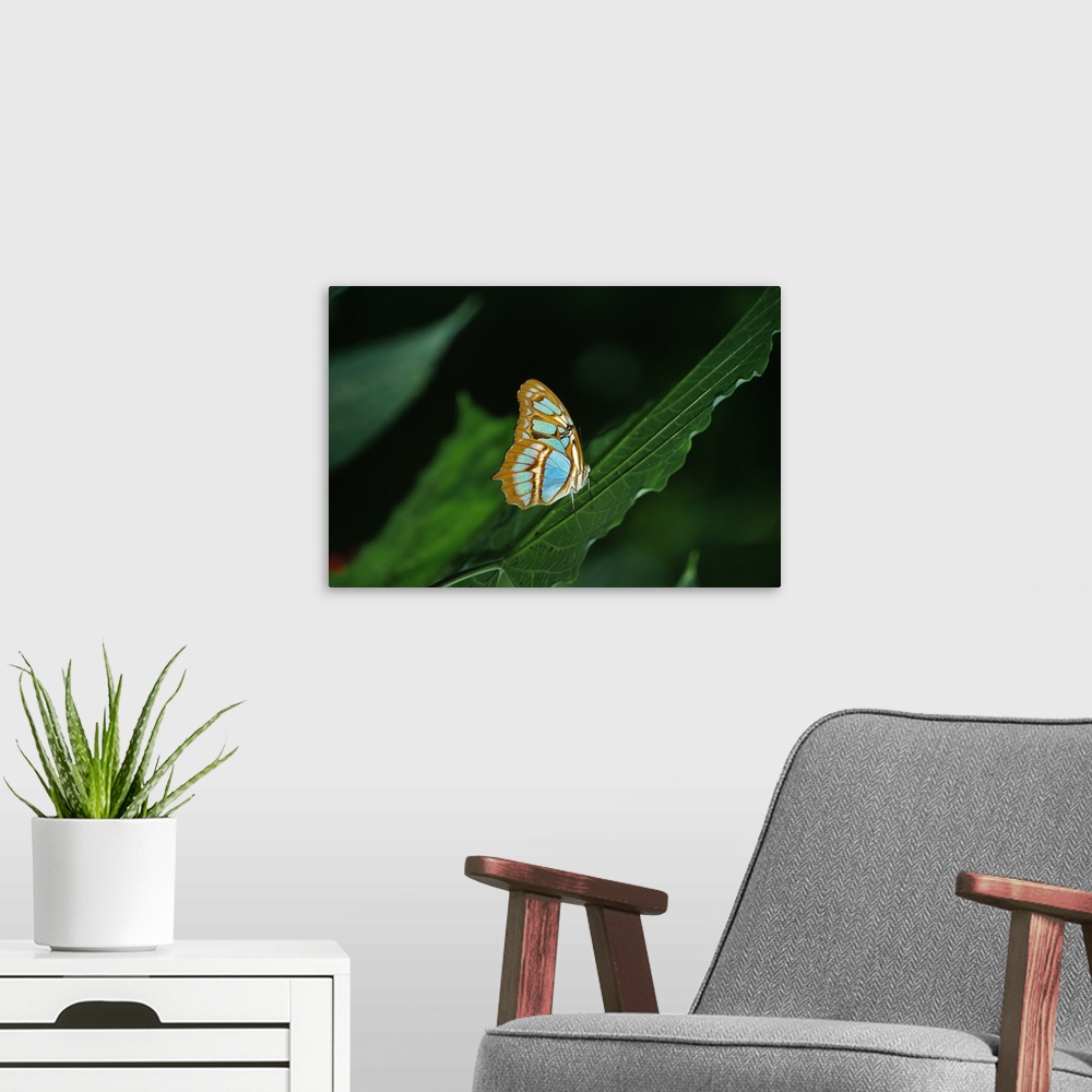 A modern room featuring Malachite butterfly (Siproeta stelenes) on leaf, close-up.