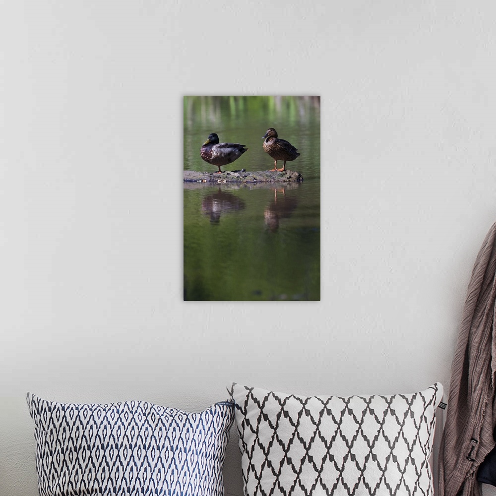 A bohemian room featuring Male and female mallard ducks (Anas platyrhynchos) standing on log in water, North Carolina