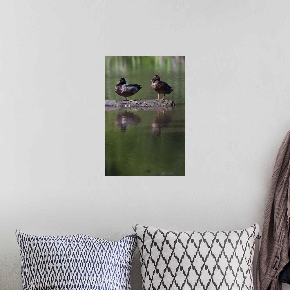 A bohemian room featuring Male and female mallard ducks (Anas platyrhynchos) standing on log in water, North Carolina
