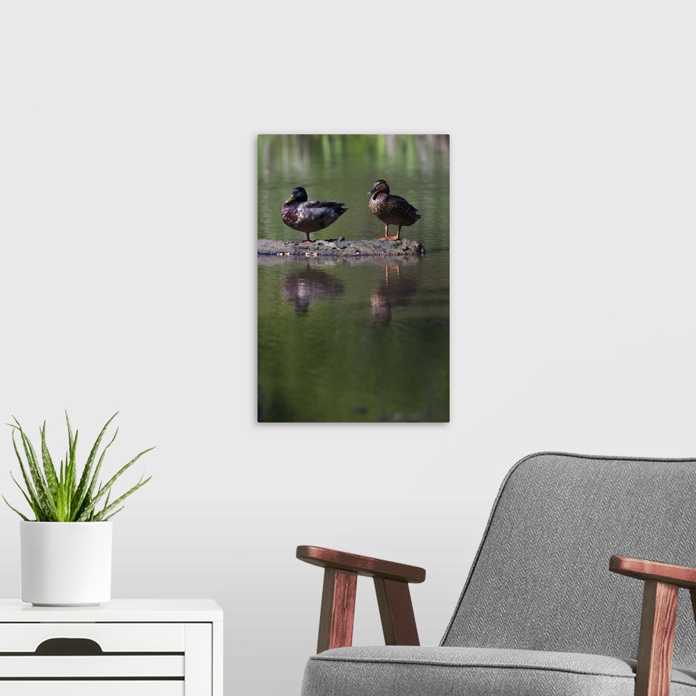 A modern room featuring Male and female mallard ducks (Anas platyrhynchos) standing on log in water, North Carolina