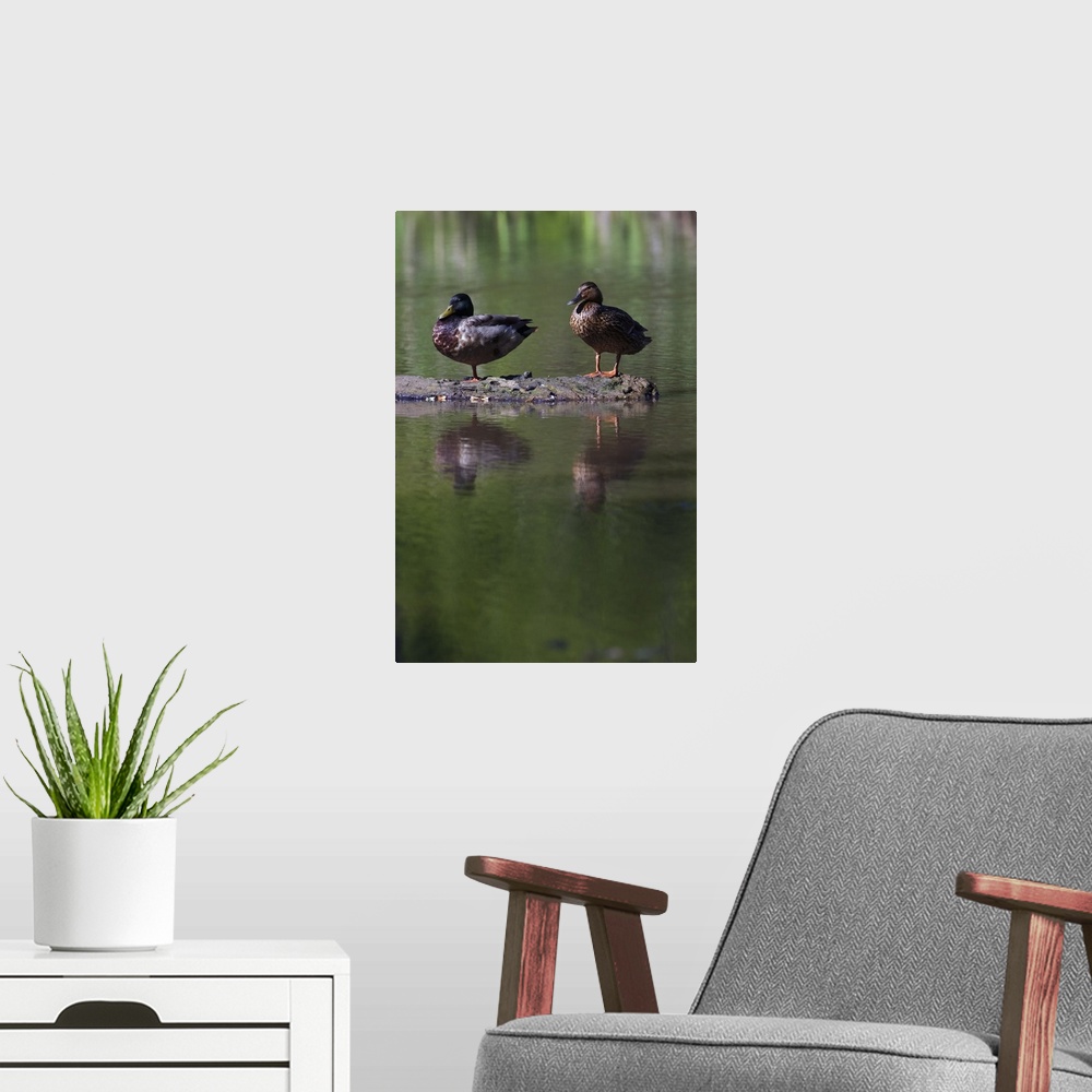 A modern room featuring Male and female mallard ducks (Anas platyrhynchos) standing on log in water, North Carolina