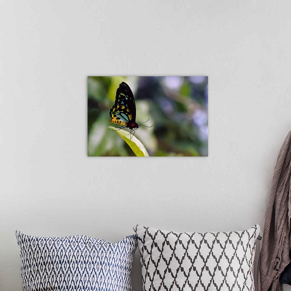 A bohemian room featuring Male cairus birdwing butterfly (Ornithoptera priamis) on leaf tip, selective focus.