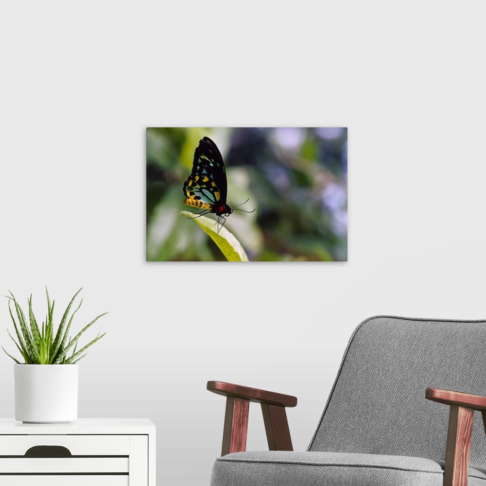 A modern room featuring Male cairus birdwing butterfly (Ornithoptera priamis) on leaf tip, selective focus.