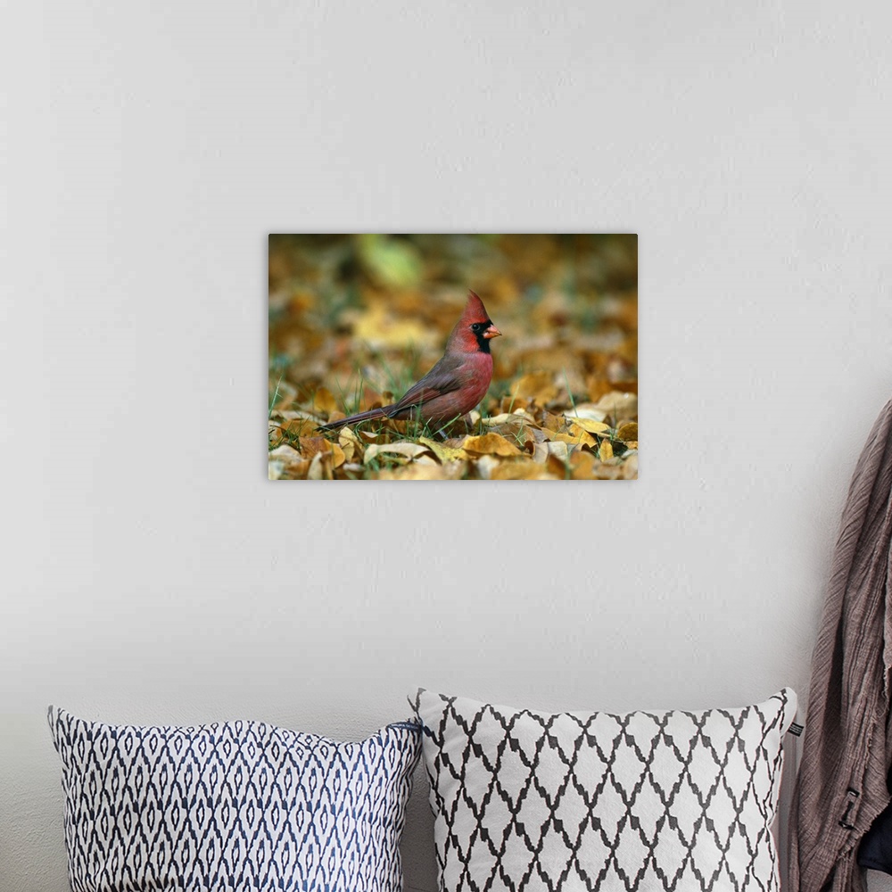 A bohemian room featuring Big horizontal photograph of a male cardinal standing in the grass, surrounded by golden brown fa...