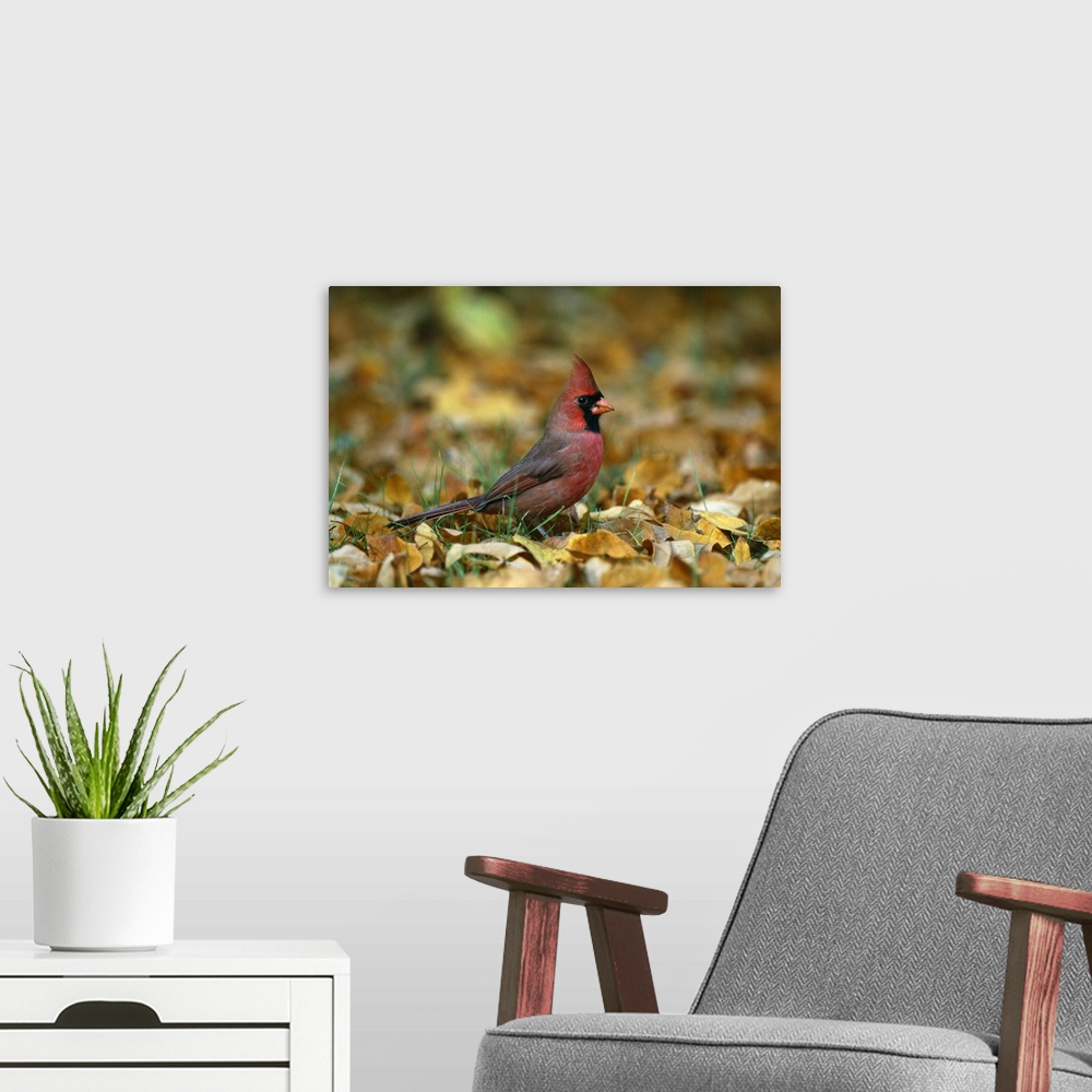 A modern room featuring Big horizontal photograph of a male cardinal standing in the grass, surrounded by golden brown fa...