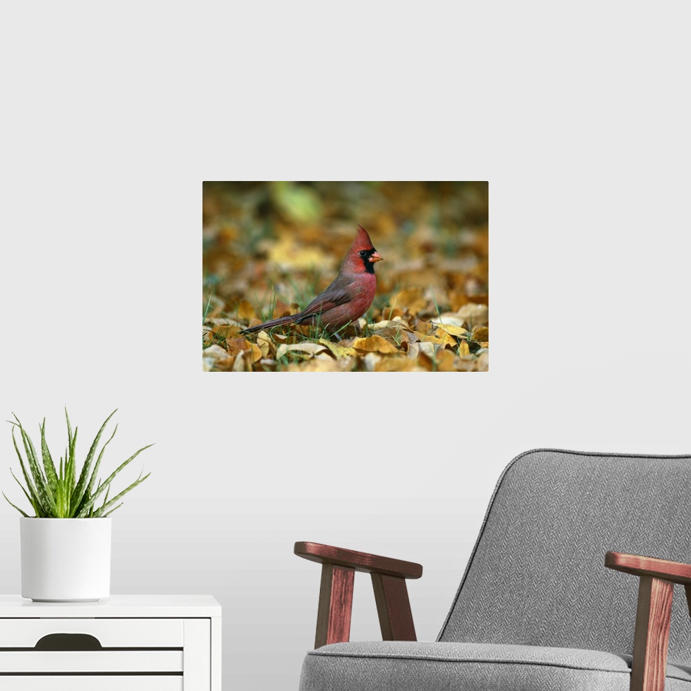 A modern room featuring Big horizontal photograph of a male cardinal standing in the grass, surrounded by golden brown fa...