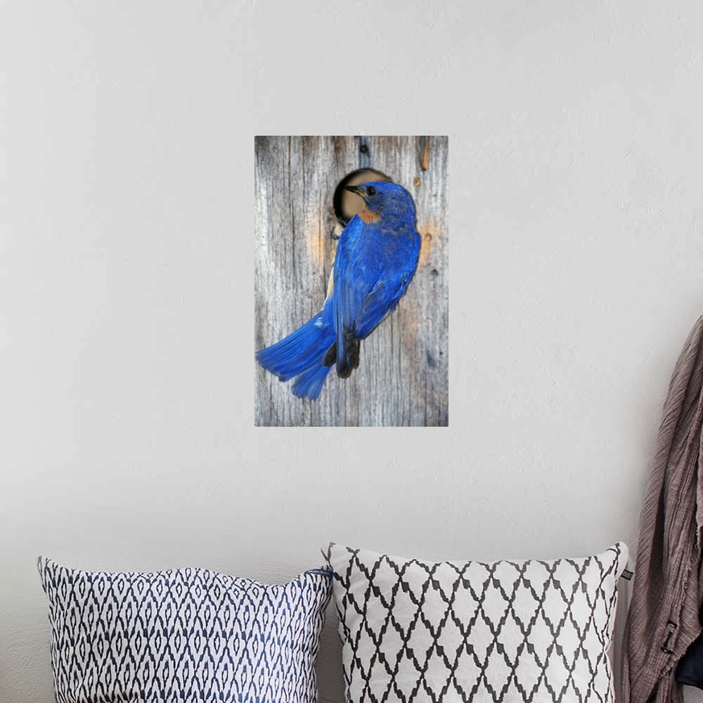 A bohemian room featuring Male Eastern Bluebird (Sialia Sialis) On Wooden Birdhouse