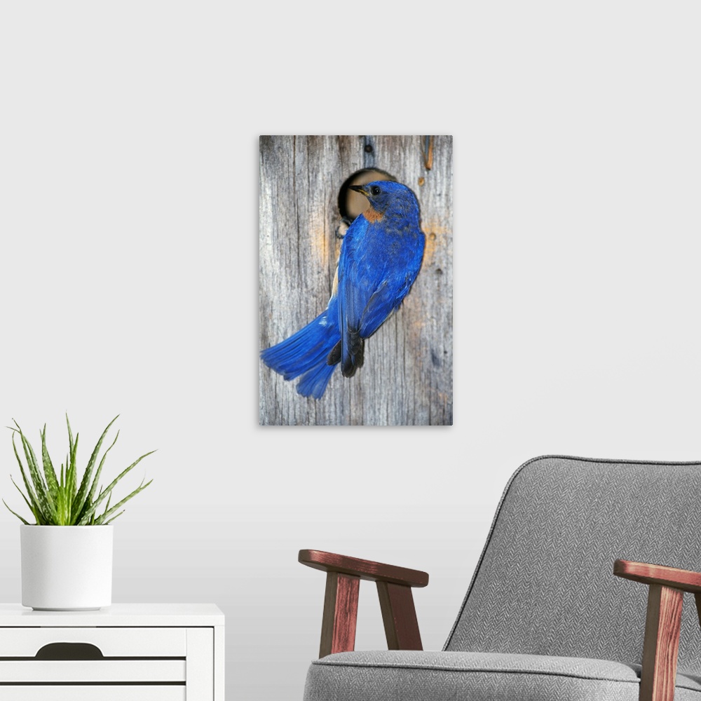 A modern room featuring Male Eastern Bluebird (Sialia Sialis) On Wooden Birdhouse