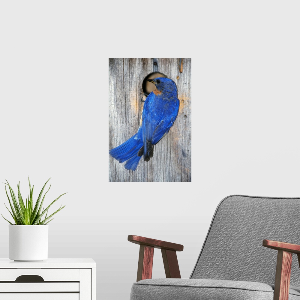 A modern room featuring Male Eastern Bluebird (Sialia Sialis) On Wooden Birdhouse