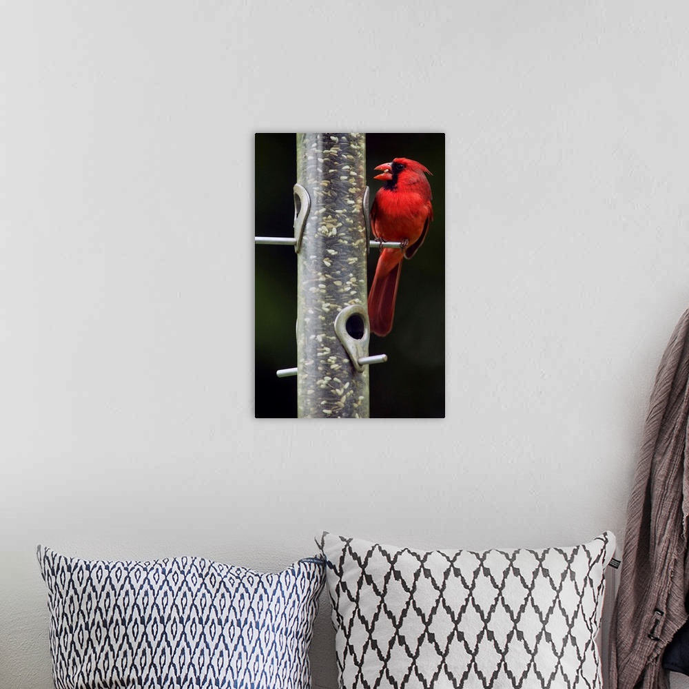 A bohemian room featuring Male northern cardinal (Cardinalis cardinalis) feeding from bird feeder, selective focus profile,...