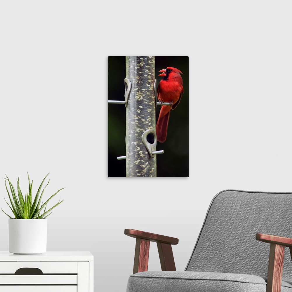 A modern room featuring Male northern cardinal (Cardinalis cardinalis) feeding from bird feeder, selective focus profile,...