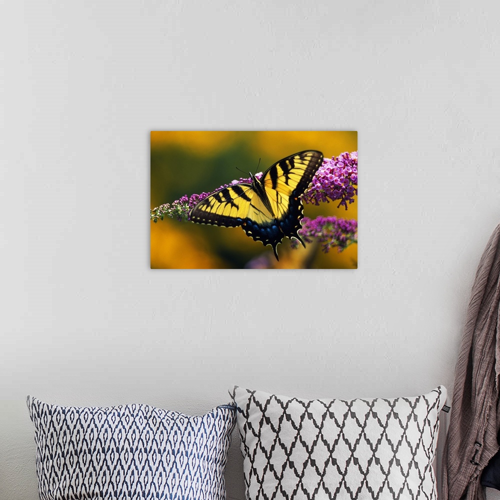 A bohemian room featuring Closeup photograph of a butterfly with its wings spread resting on a long flower.