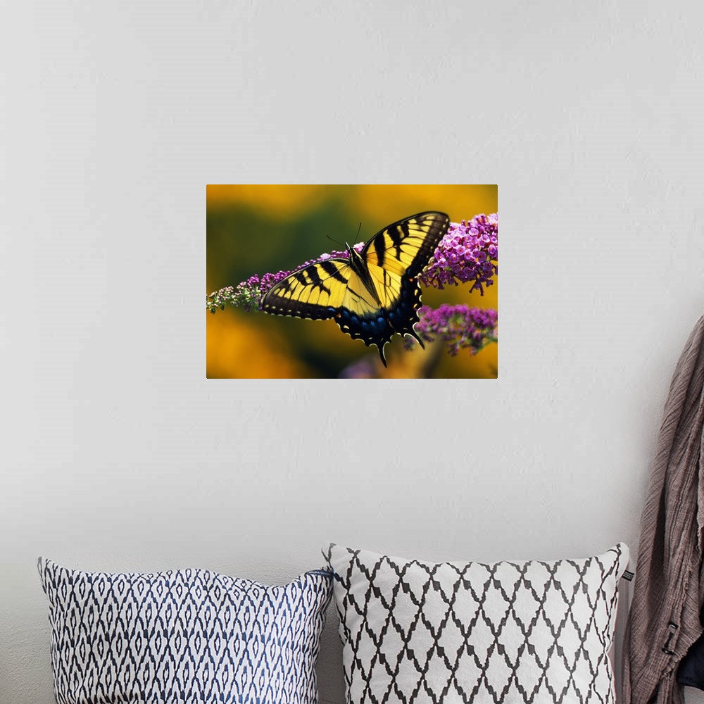 A bohemian room featuring Closeup photograph of a butterfly with its wings spread resting on a long flower.