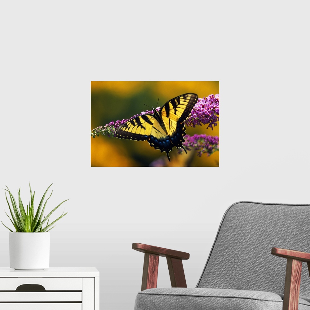 A modern room featuring Closeup photograph of a butterfly with its wings spread resting on a long flower.