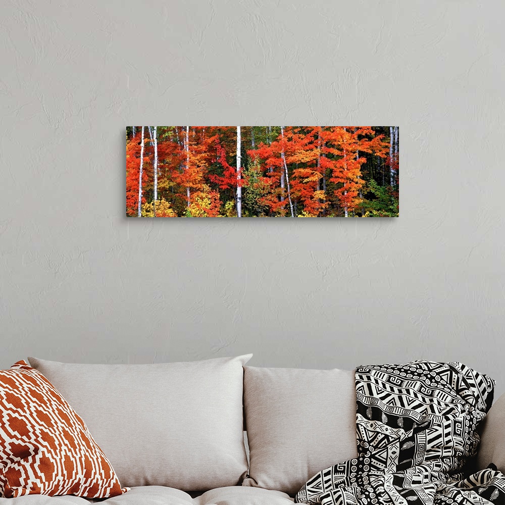 A bohemian room featuring Fall has come to the woods in this panoramic photograph on wall art for the home or office.