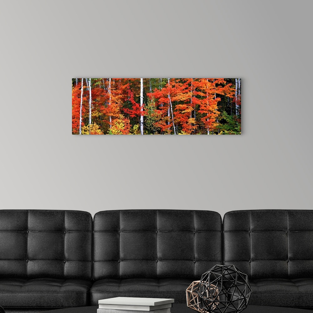 A modern room featuring Fall has come to the woods in this panoramic photograph on wall art for the home or office.