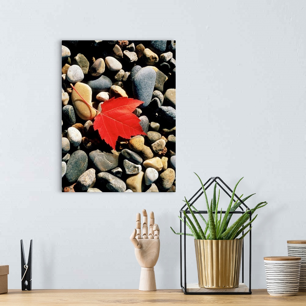 A bohemian room featuring Maple Leaf on Pebbles