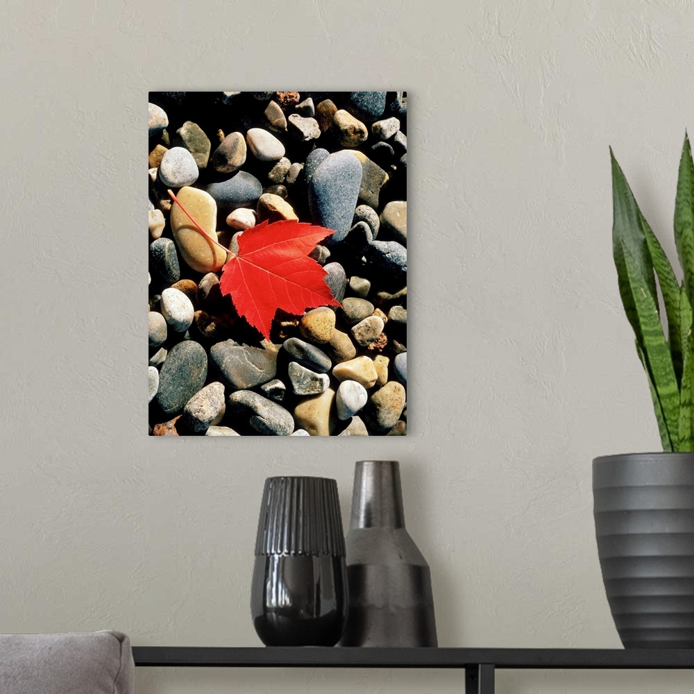 A modern room featuring Maple Leaf on Pebbles