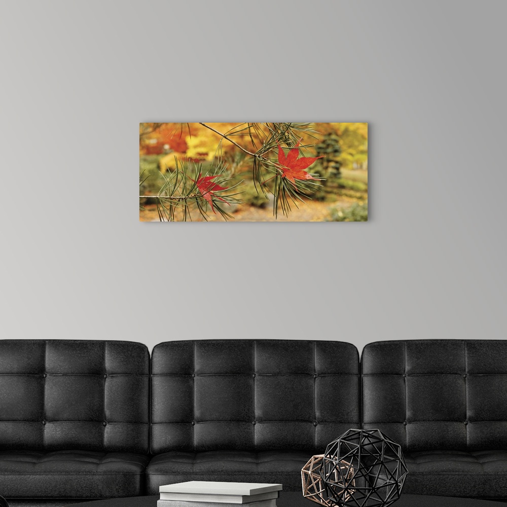 A modern room featuring Maple leaves stuck on a pine tree branch, Oregon