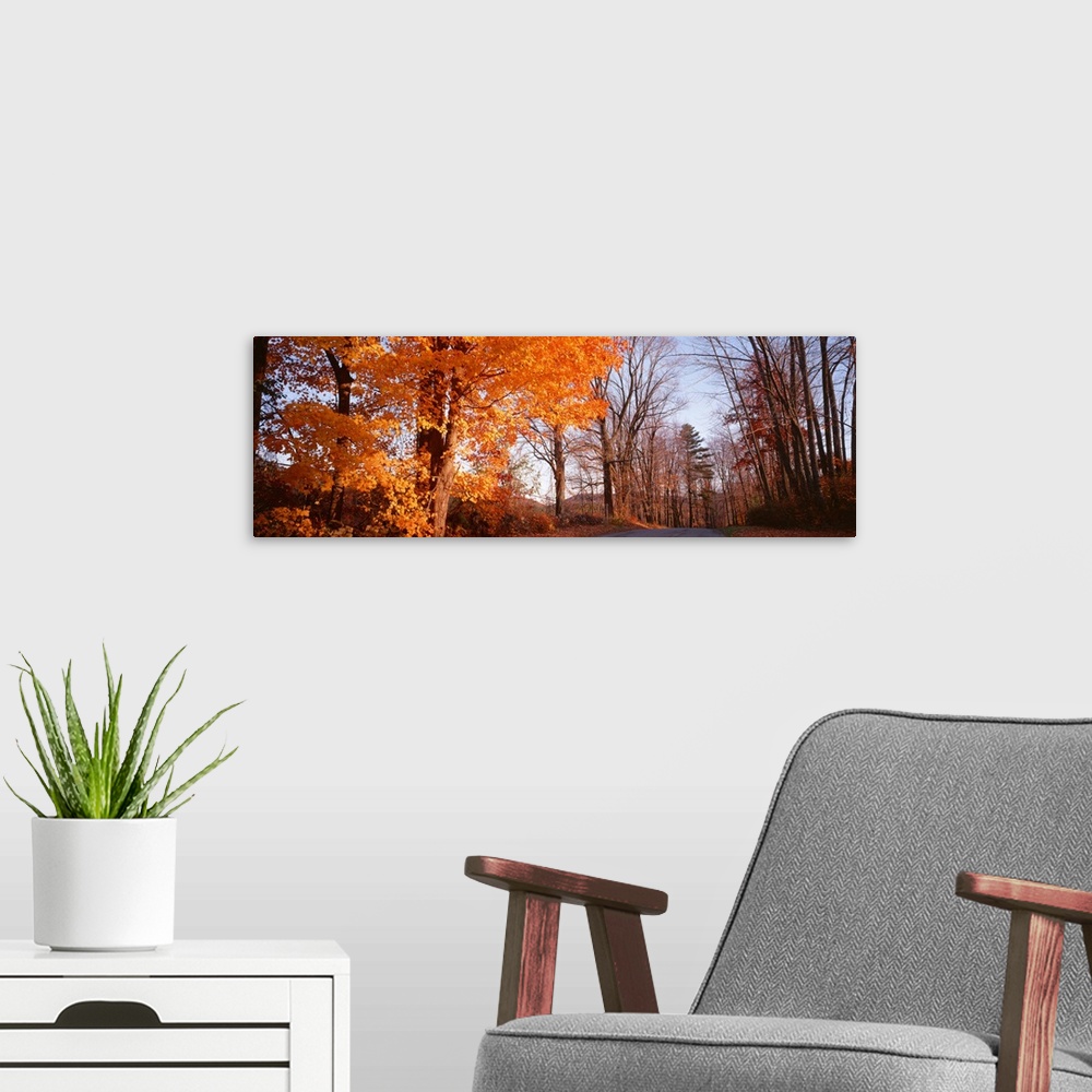 A modern room featuring Maple tree in autumn, Litchfield Hills, Connecticut