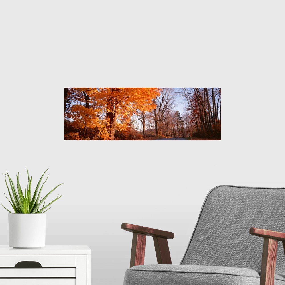 A modern room featuring Maple tree in autumn, Litchfield Hills, Connecticut