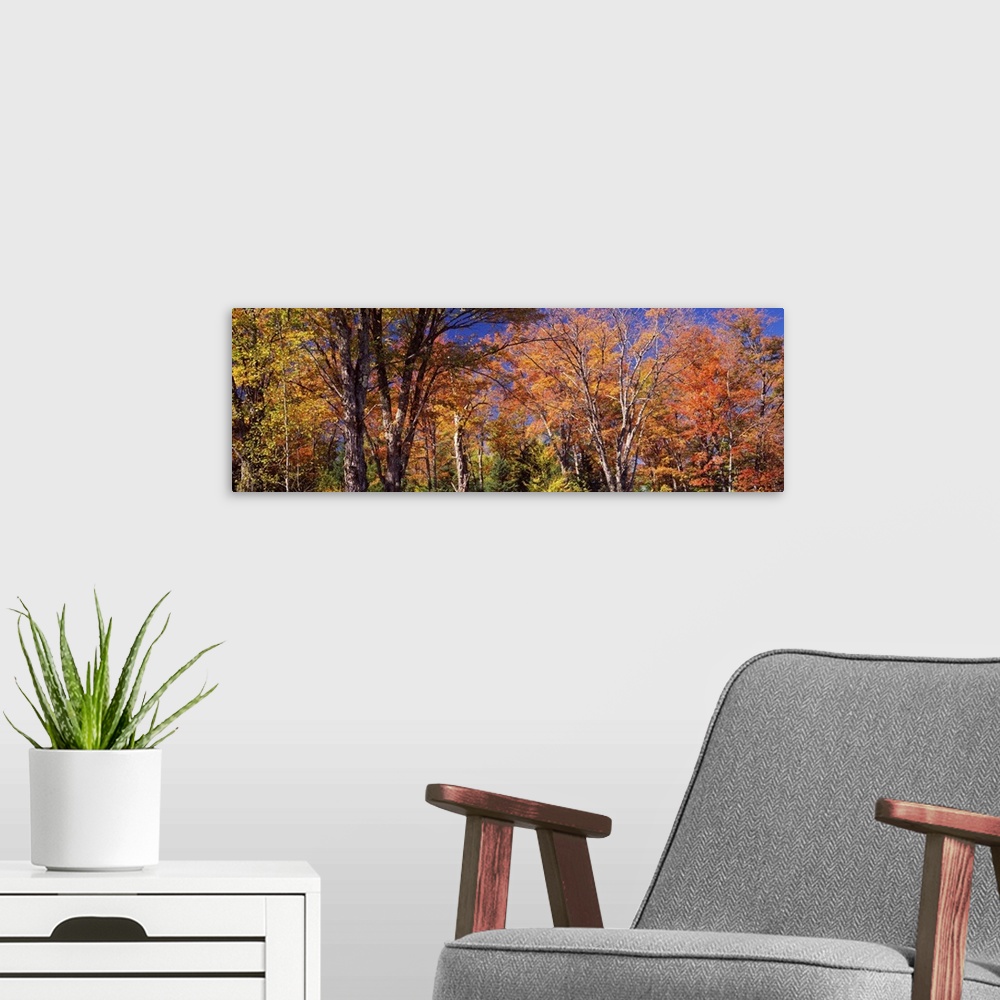 A modern room featuring Maple tree in autumn, Vermont,