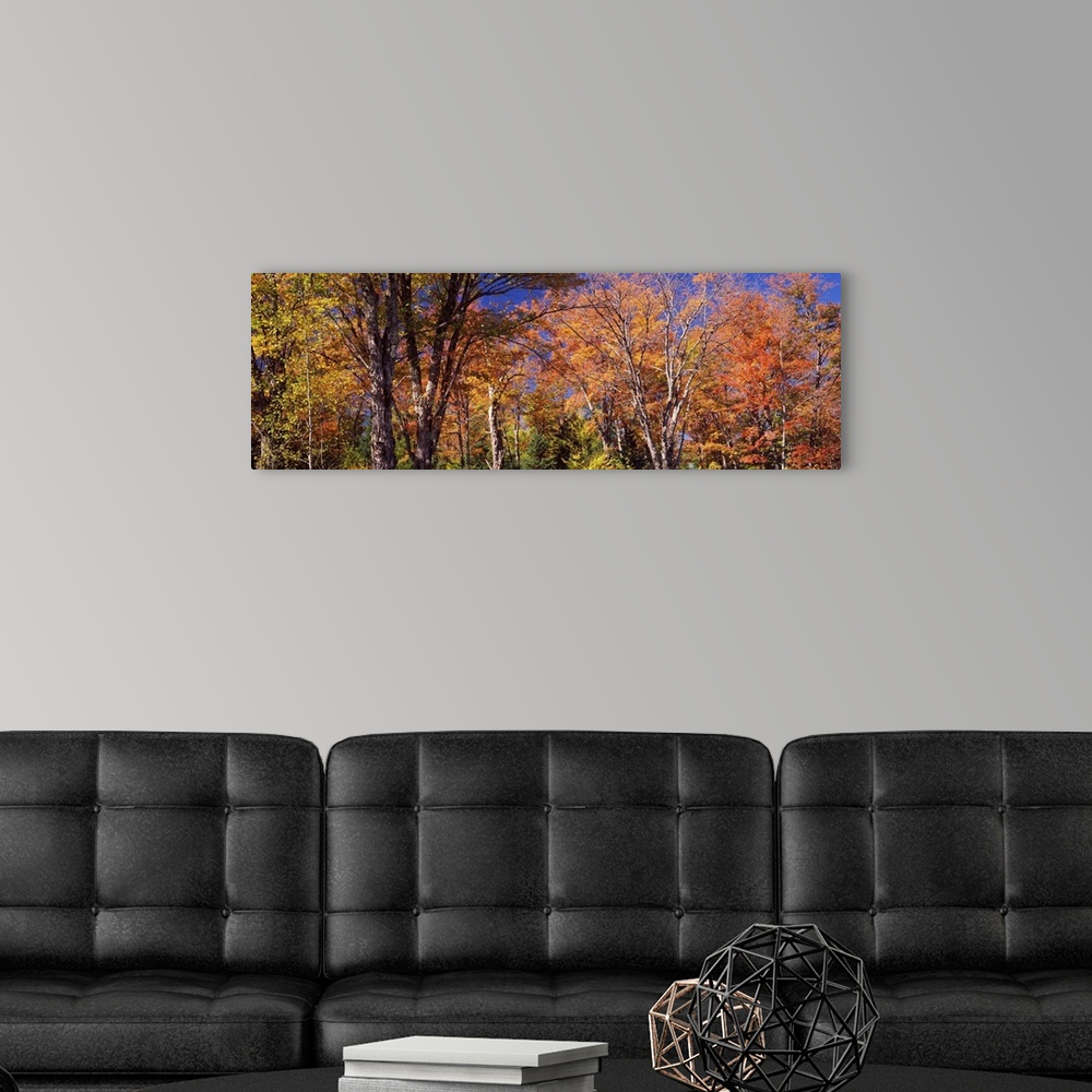 A modern room featuring Maple tree in autumn, Vermont,