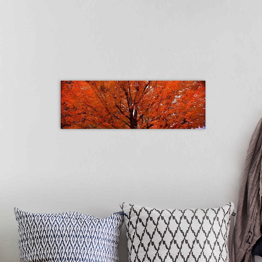 A bohemian room featuring Large Panoramic image of a brilliant orange maple tree in the autumn.