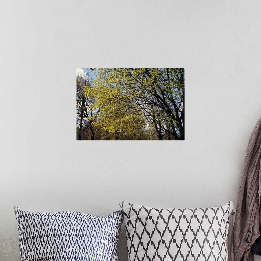 A bohemian room featuring Maple trees budding in spring, New York